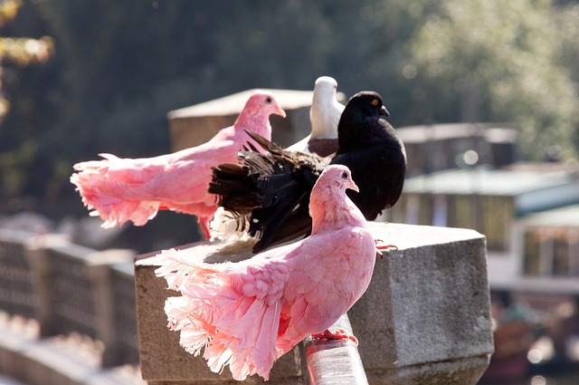 蓉城中场核 蓉城中场核