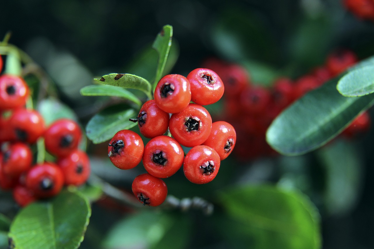 足球報：上海海港將派U21球員征戰亞冠聯賽.