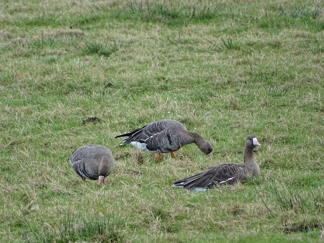 湖人队能够 湖人队能够